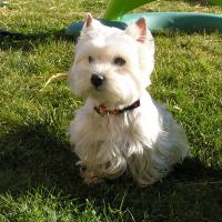 Uhry - West Highland White Terrier (Westie, White Terrier  - Femelle