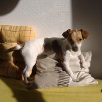 Lotta - Jack Russell Terrier (Jack Russell d'Australie)  - Femelle stérilisée