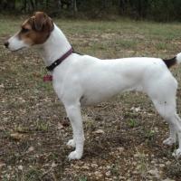 Vodka - Jack Russell Terrier (Jack Russell d'Australie)  - Femelle stérilisée