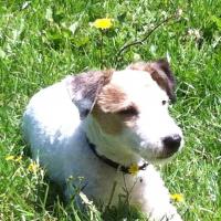 Vicky - Jack Russell Terrier (Jack Russell d'Australie)  - Femelle stérilisée