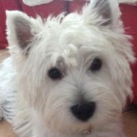 Héros - West Highland White Terrier (Westie, White Terrier  - Mâle