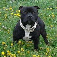 Tyson - Staffordshire Bull Terrier  - Mâle