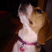 Kaeloo - Beagle  - Femelle