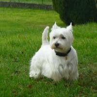 Etton - West Highland White Terrier (Westie, White Terrier  - Mâle