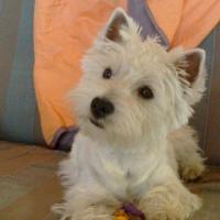 Hélisse - West Highland White Terrier (Westie, White Terrier  - Femelle