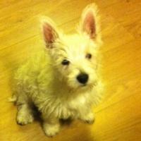 Mei - West Highland White Terrier (Westie, White Terrier  - Femelle