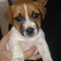 Chanel - Jack Russell Terrier (Jack Russell d'Australie)  - Femelle