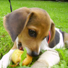 Cookie - Beagle  - Mâle castré