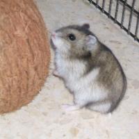 Noisette - Hamster  - Femelle