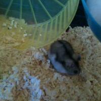 Amy - Hamster  - Femelle