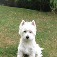 Héros - West Highland White Terrier (Westie, White Terrier  - Mâle