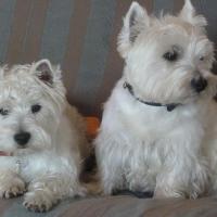 Étton et hélisse - West Highland White Terrier (Westie, White Terrier  - Mâle