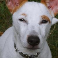 Choco - Jack Russell Terrier (Jack Russell d'Australie)  - Mâle