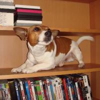 Dewey - Jack Russell Terrier (Jack Russell d'Australie)  - Mâle