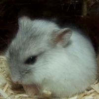 Gremlins - Hamster  - Mâle