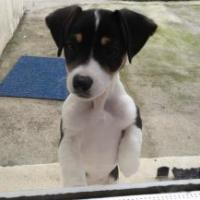 Louna - Jack Russell Terrier (Jack Russell d'Australie)  - Femelle stérilisée