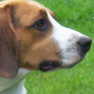 Balto - Beagle  - Mâle
