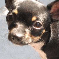 Griotte - Chihuahua (Chihuahueño)  - Femelle stérilisée