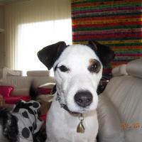 Droupi - Jack Russell Terrier (Jack Russell d'Australie)  - Mâle castré