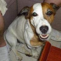 Vimy - Jack Russell Terrier (Jack Russell d'Australie)  - Mâle