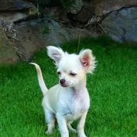Izzy - Chihuahua (Chihuahueño)  - Femelle