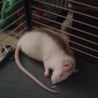 Victoire - Rat  - Femelle