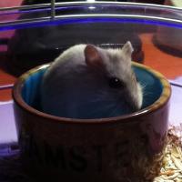 Miss - Hamster  - Femelle