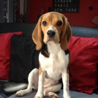 Pantoufle - Beagle  - Femelle