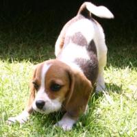 Dharma - Beagle  - Femelle stérilisée