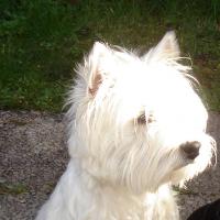 Galla - West Highland White Terrier (Westie, White Terrier  - Femelle