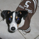 Jackette - Jack Russell Terrier (Jack Russell d'Australie)  - Femelle stérilisée