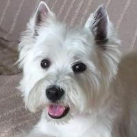 Callann - West Highland White Terrier (Westie, White Terrier  - Mâle