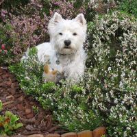 Clovis - West Highland White Terrier (Westie, White Terrier  - Mâle