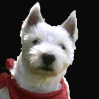 Benji - West Highland White Terrier (Westie, White Terrier  - Mâle