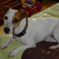 Eden - Jack Russell Terrier (Jack Russell d'Australie)  - Mâle