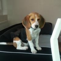 Igloo - Beagle  - Mâle