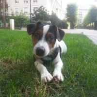 Jayzy - Jack Russell Terrier (Jack Russell d'Australie)  - Mâle