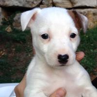 Kaly - Jack Russell Terrier (Jack Russell d'Australie)  - Femelle