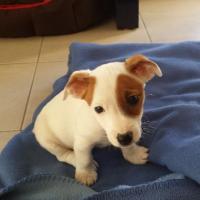 Iacko - Jack Russell Terrier (Jack Russell d'Australie)  - Mâle