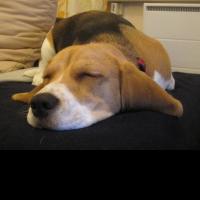Idony - Beagle  - Femelle stérilisée