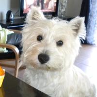 Diabolo - West Highland White Terrier (Westie, White Terrier  - Mâle