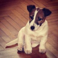 Craker - Jack Russell Terrier (Jack Russell d'Australie)  - Mâle