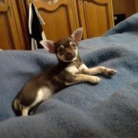 Impératrice - Chihuahua (Chihuahueño)  - Femelle