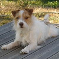 Viper - Jack Russell Terrier (Jack Russell d'Australie)  - Mâle
