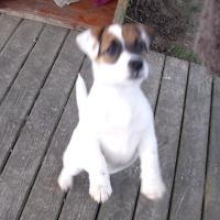 Ilane - Jack Russell Terrier (Jack Russell d'Australie)  - Femelle