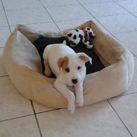 Isidore - Jack Russell Terrier (Jack Russell d'Australie)  - Mâle