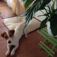 Huck - Jack Russell Terrier (Jack Russell d'Australie)  - Mâle