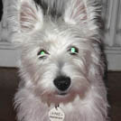 Lenny - West Highland White Terrier (Westie, White Terrier  - Mâle