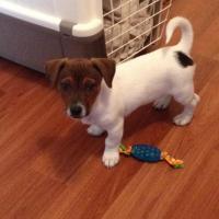 Jimpy - Jack Russell Terrier (Jack Russell d'Australie)  - Mâle
