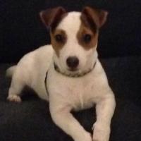 Pixel - Jack Russell Terrier (Jack Russell d'Australie)  - Femelle